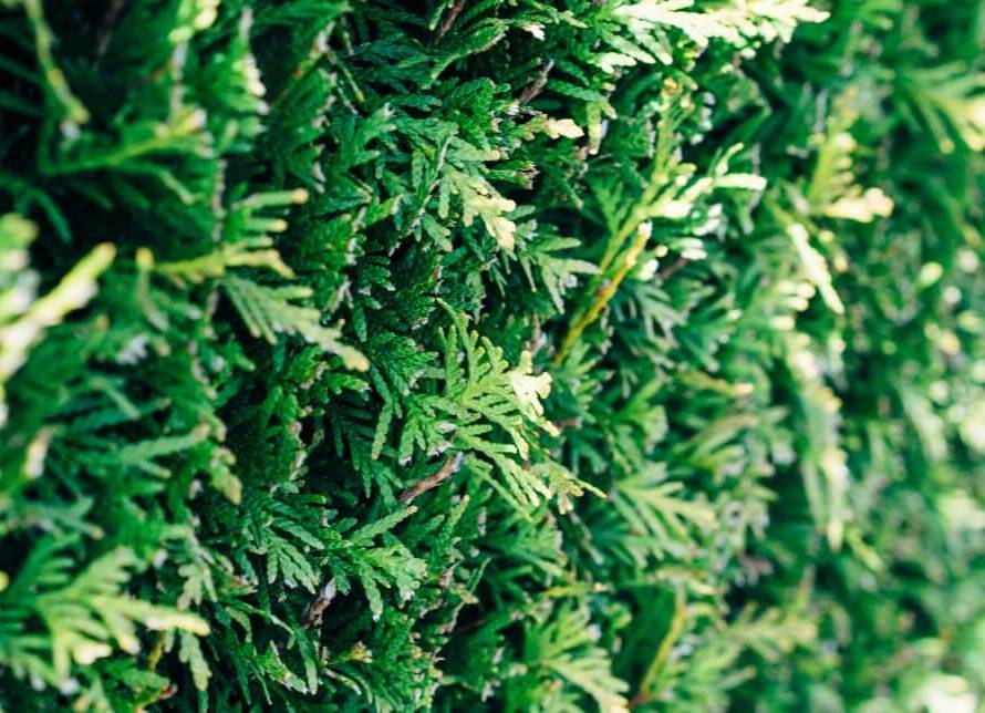 How to install (plant) a cedar hedge