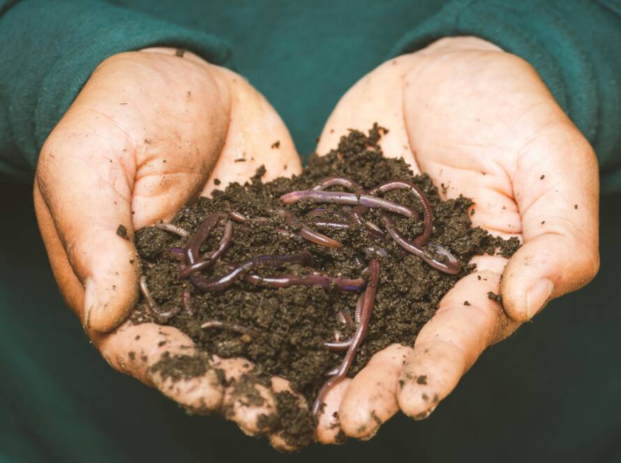 Deux mains tiennent du compost brun rempli de verres